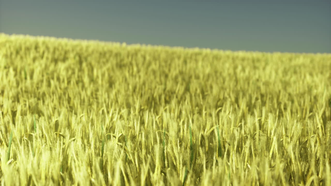 Golden wheat field stretches under clear blue sky during sunny day