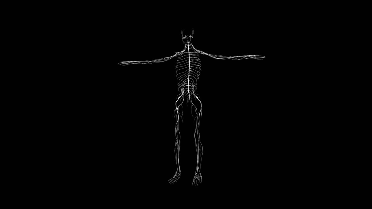 anatomía del sistema nervioso en el cuerpo humano en fondo negro