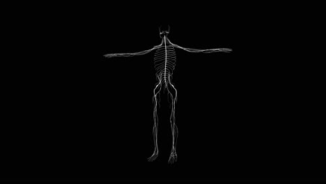 Anatomy-of-nervous-system-in-human-body-on-black-background