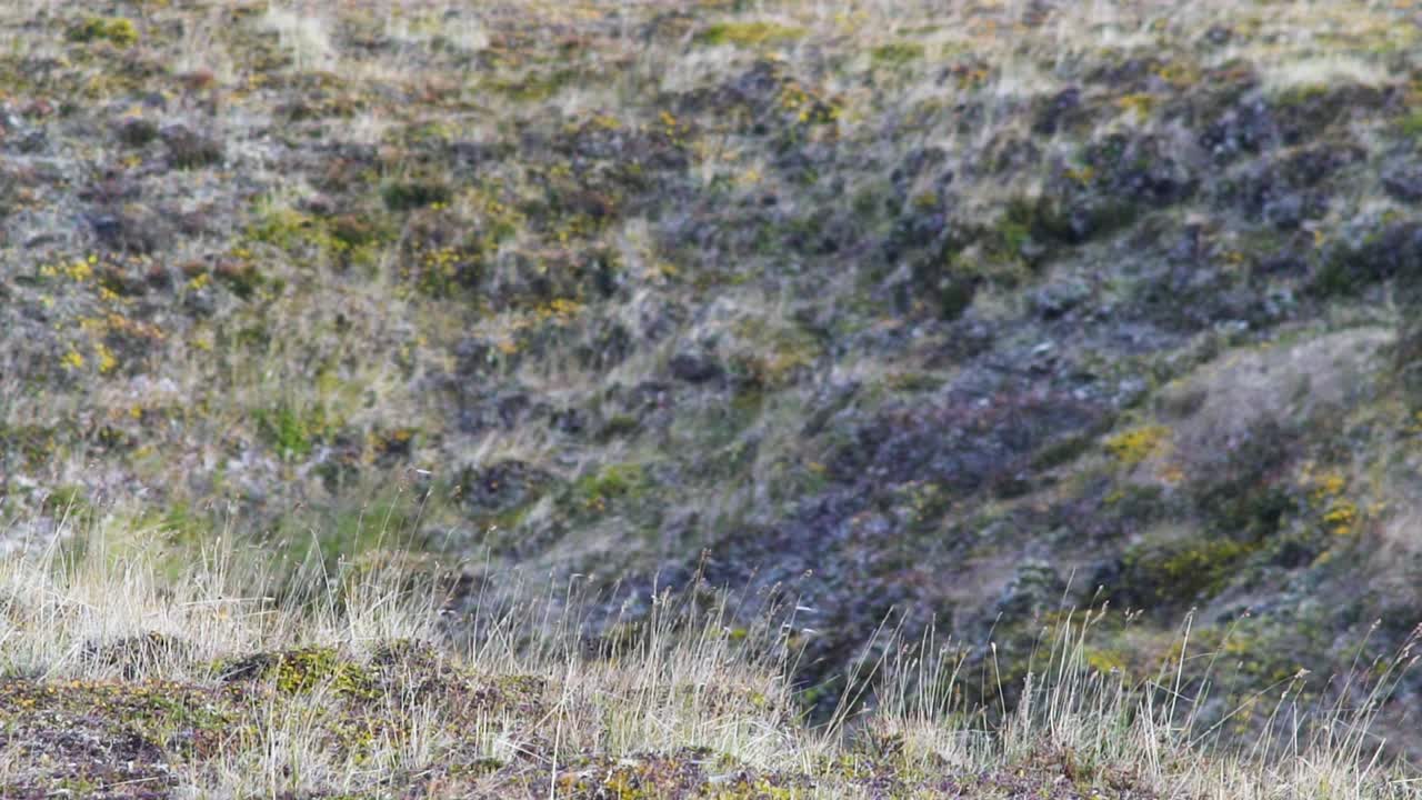 희박 한 식물 을 가진 바위 가 있는 언덕