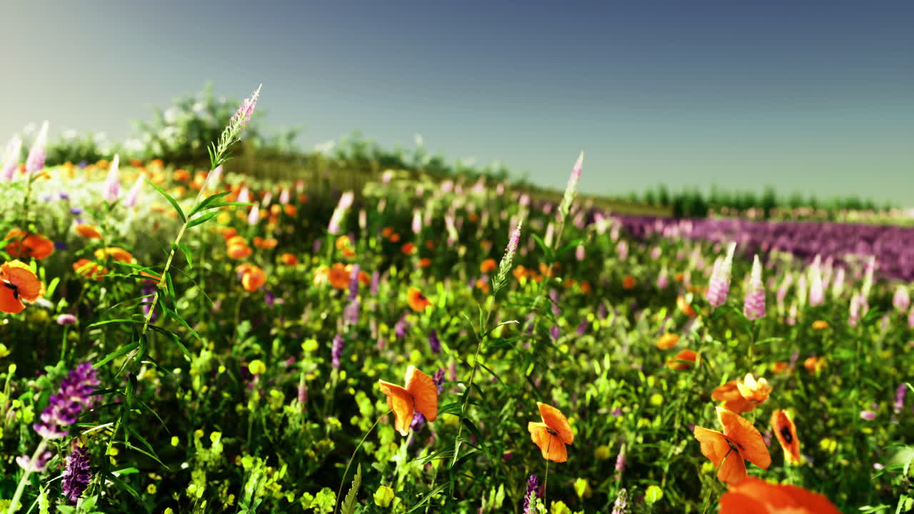 Colorful wildflower field under clear blue sky during sunny day in spring