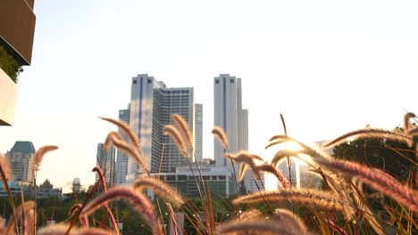 grass flower in bangkok city tower background