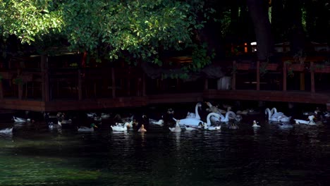 swans and ducks swimming near restaurant on shore of lake, searching for food