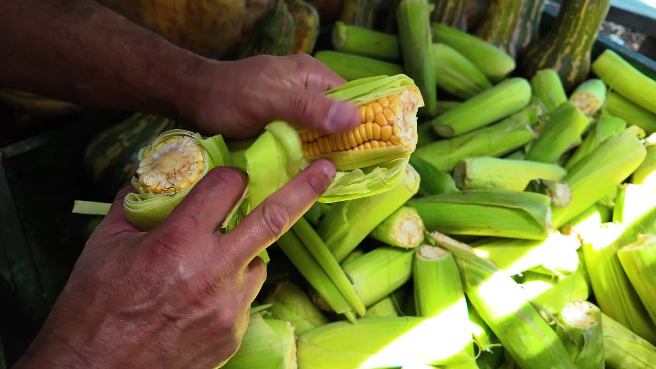 Close up Hands shucking fresh corn on the cob, revealing the kernels, amidst a pile of green husks. sunlight filtering through husks