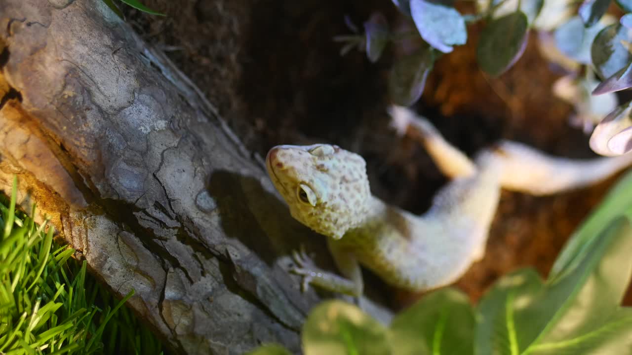 Leopard Gecko in Natural Habitat