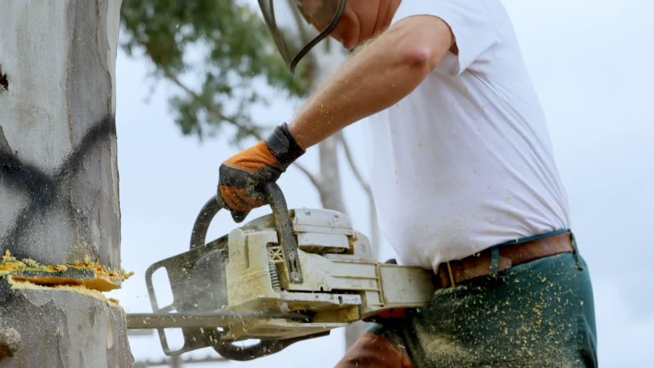 Lumberjacks cutting down tree in the forest 4k