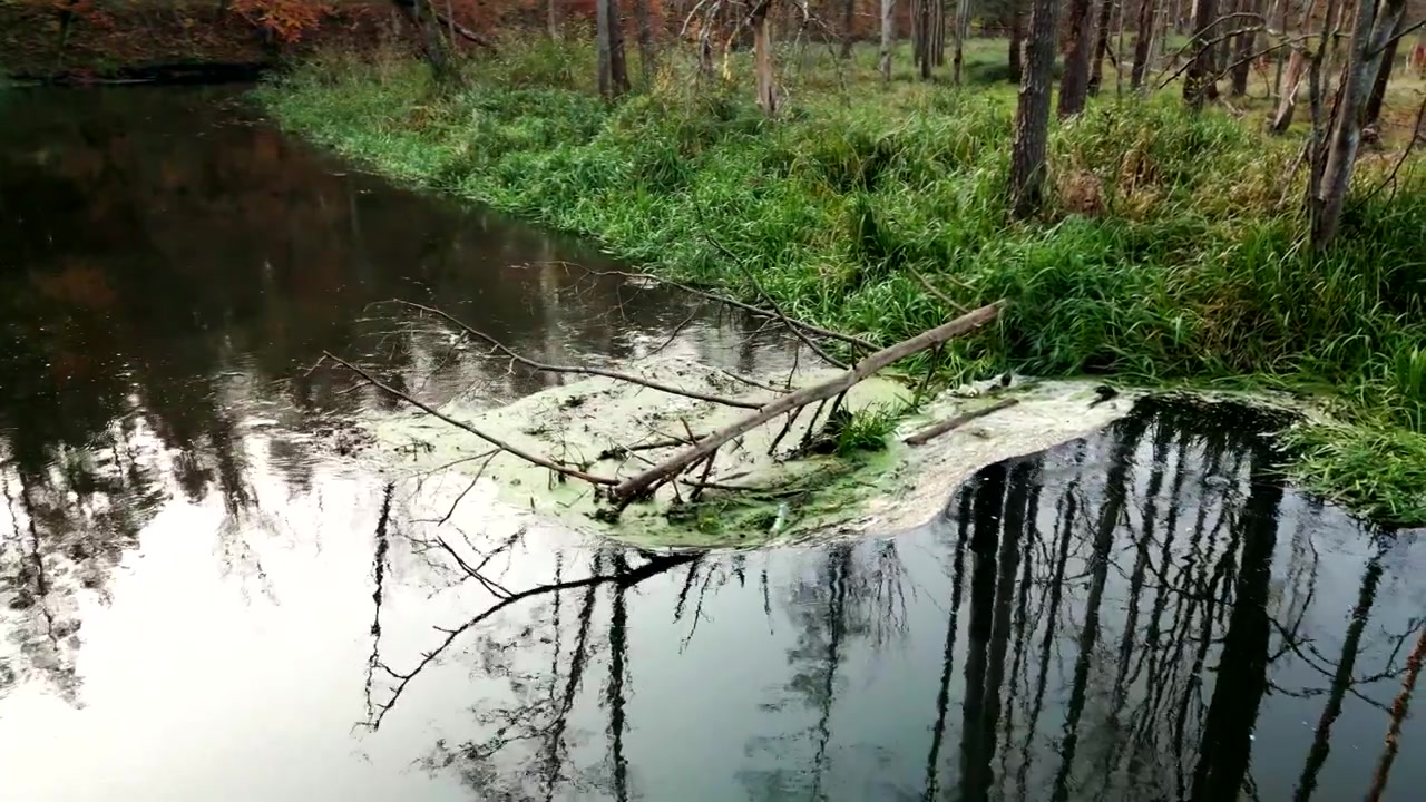 Eine Ansicht eines Baumstamms, der in einem Fluss liegt, umgeben von einem Wald in Herbstfarben.