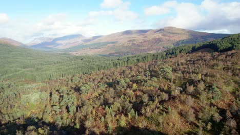 Un-Dron-Vuela-Lentamente-Girando-Sobre-Un-Dosel-Forestal-De-Abedules-Nativos-En-Pleno-Color-Otoñal-Para-Revelar-Una-Plantación-De-Coníferas-No-Nativas-Ubicada-Entre-Un-Paisaje-Montañoso