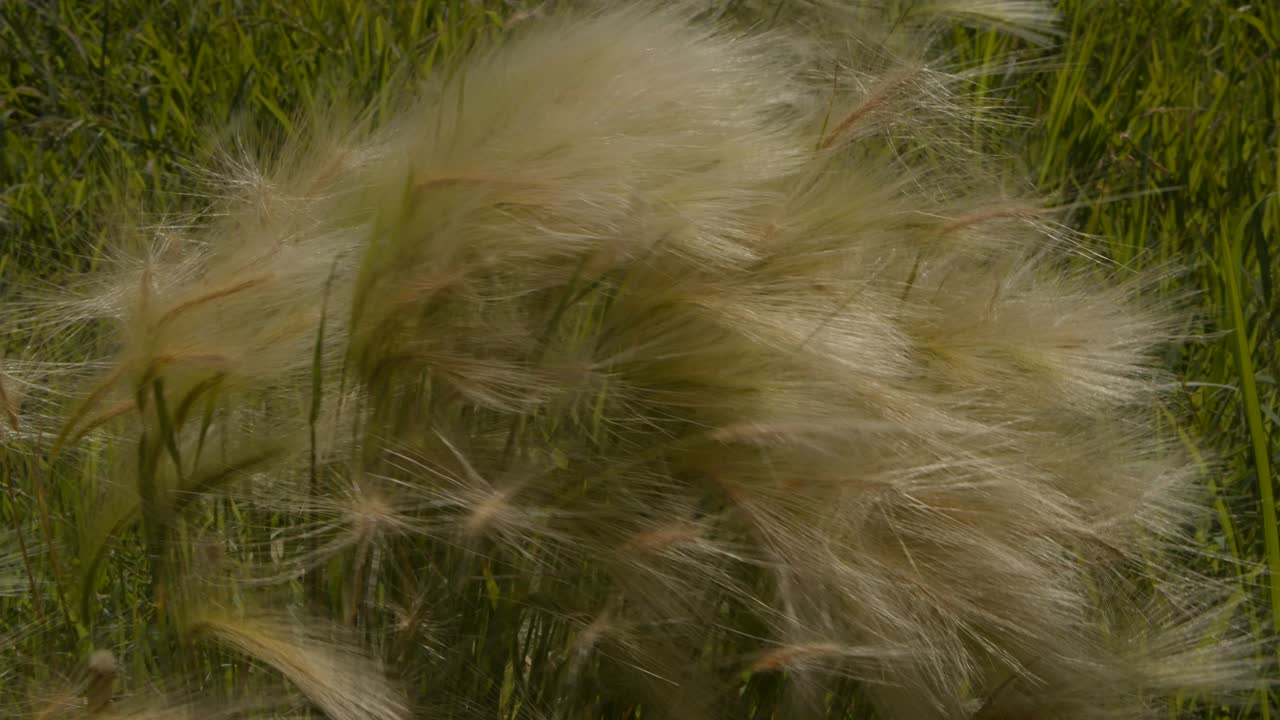 바람에 꽃이 속삭인다