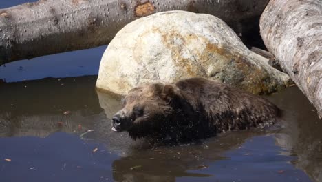 brown grizzly bear in the water at zoo on a sunny day - slow motion