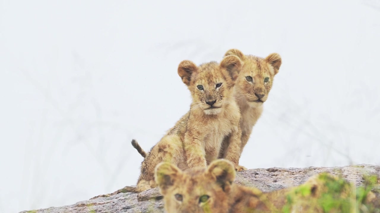 Cuccioli di leone nel Serengeti, in Africa, Tanzania, durante un safari faunistico nel Parco Nazionale del Serengeti. Sfondo bianco. Giovani, teneri e piccoli cuccioli di leone sulle rocce, seduti su una roccia
