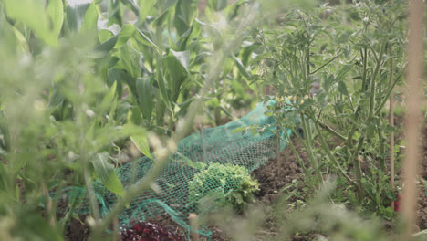 close-up shot of a green net placed in a vegetable crop on a sunny day