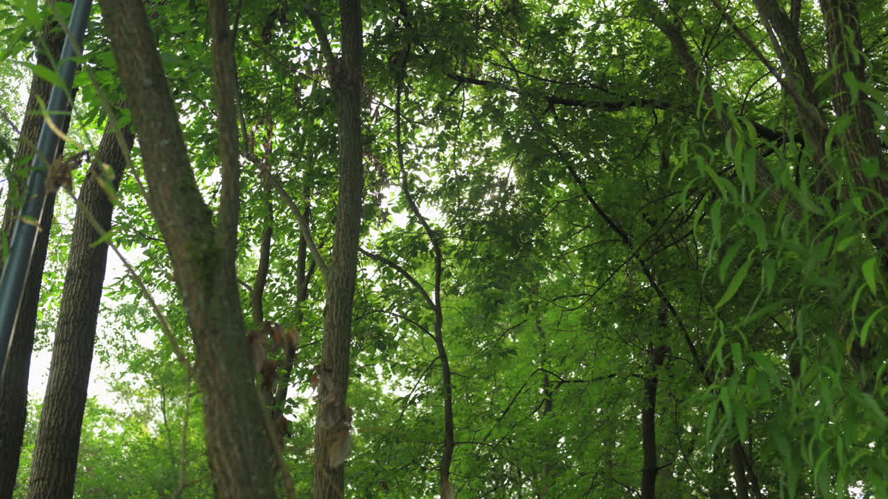 Green Trees and Sunlight