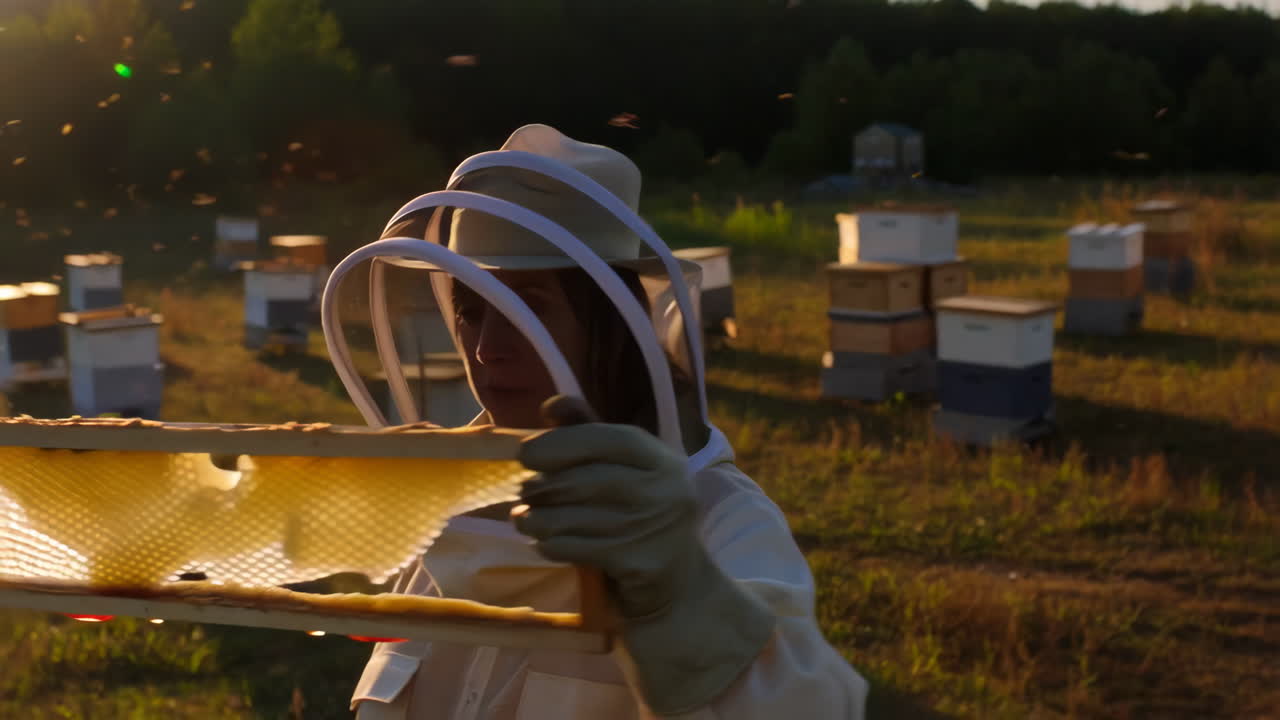 Un apicoltore ispeziona un telaino di favo al tramonto in un apiario