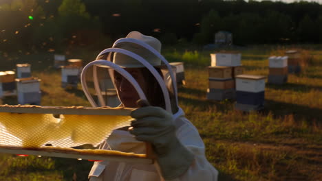 a beekeeper inspects a honeycomb frame at sunset in an apiary