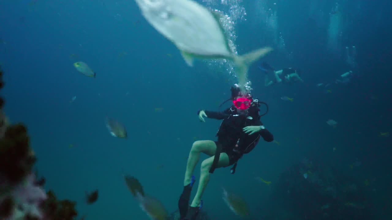 A person scuba diving underwater surrounded by fish and coral