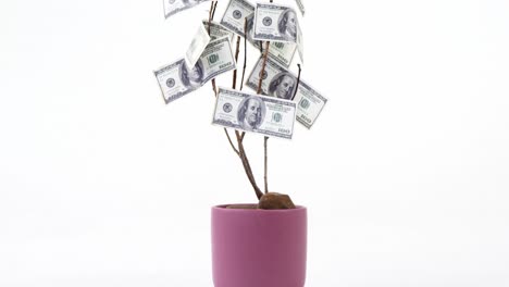 Money-growing-in-pot-plant