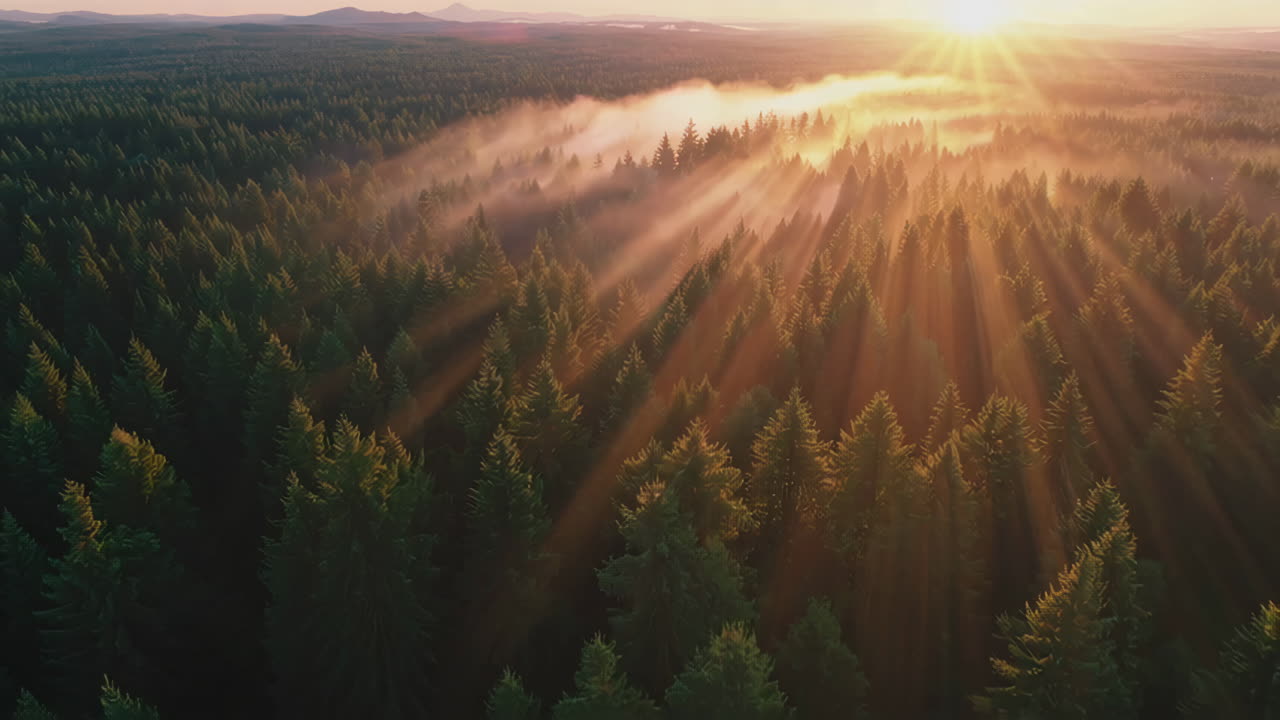 Sunrise over a Misty Pine Forest