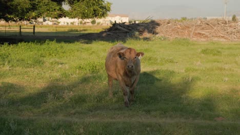 Brown-cow-on-a-ranch-in-Clovis,-CA,-USA