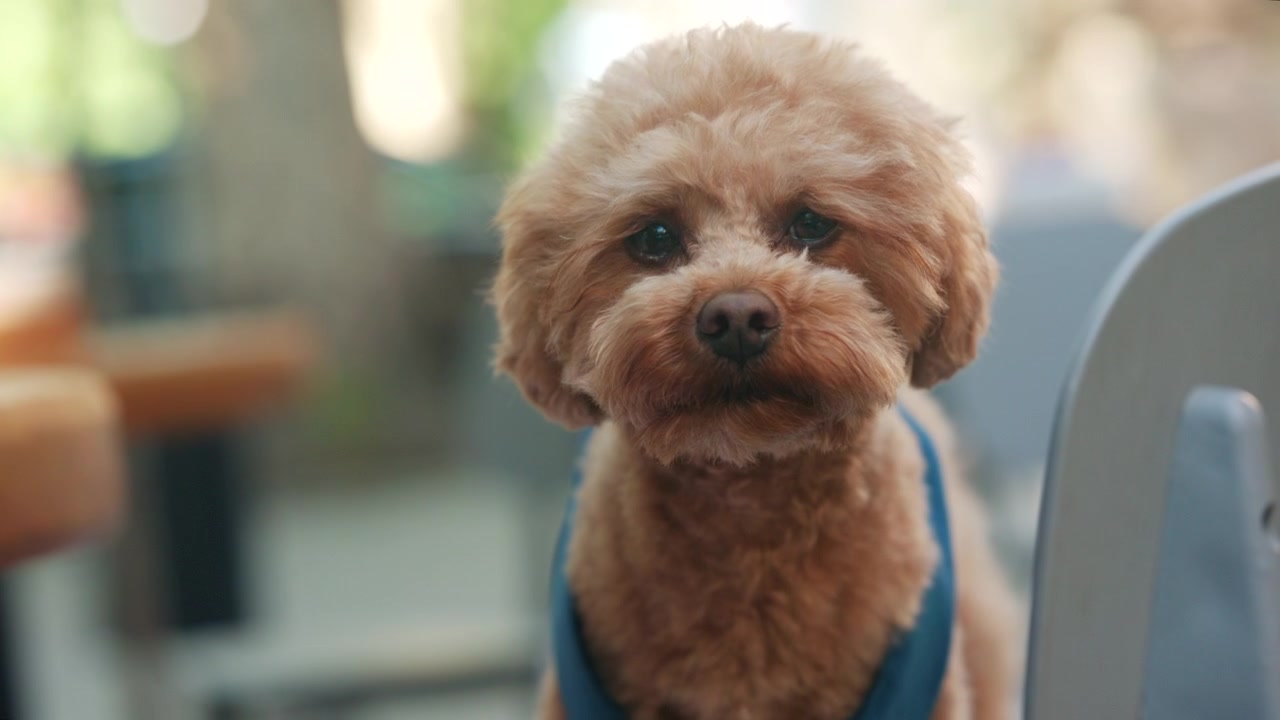 Piccolo cane dal pelo riccio che indossa una pettorina blu, si guarda intorno seduto su una sedia.