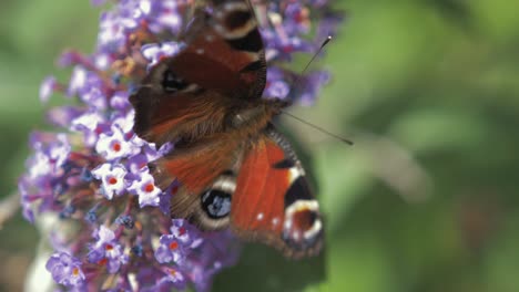 La-Mariposa-Vuela-De-La-Flor-Después-De-Polinizar-A-Cámara-Lenta