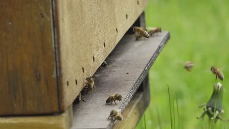 beets in your bee house