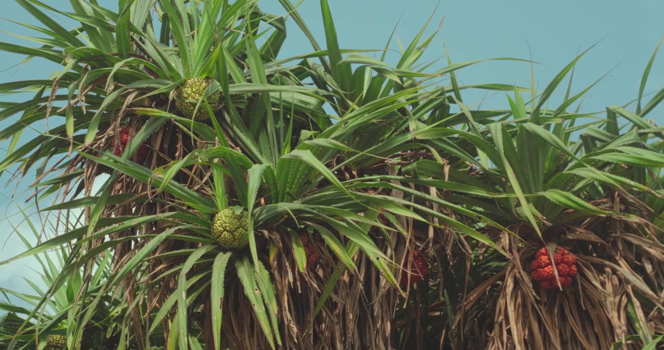 Pandanus tectorius. Conosciuto anche come albero di hala. Pandano. O frutto tropicale. Che mostra i suoi frutti spinosi verdi e arancioni vibranti contro un cielo limpido.