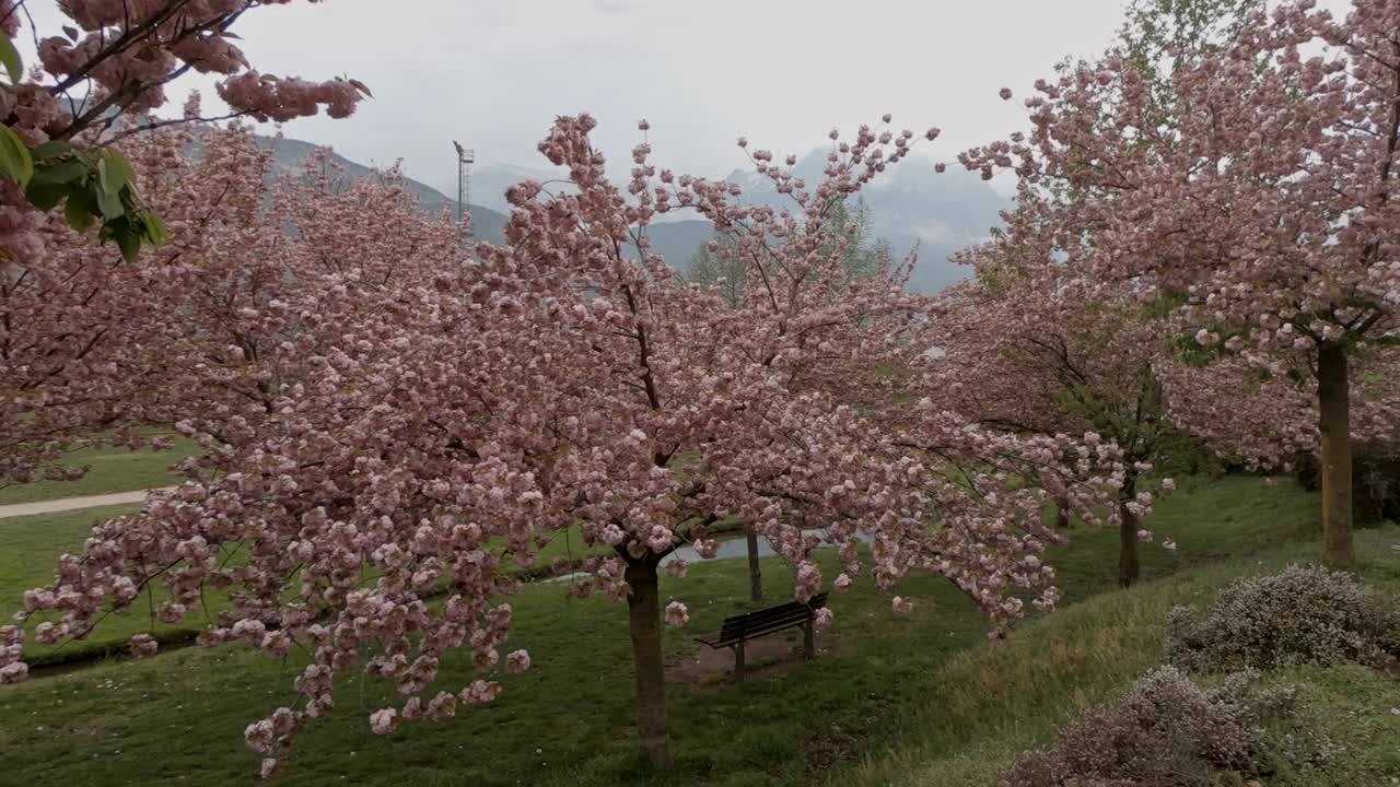 Cherry blossom at parco di melta trento italy