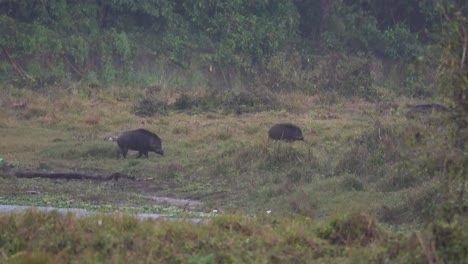 some wild boar walking around the riverbank in the chitwan national park