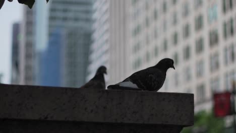 couple of pigeons at park in urban new york manhattan city area, close up slomo