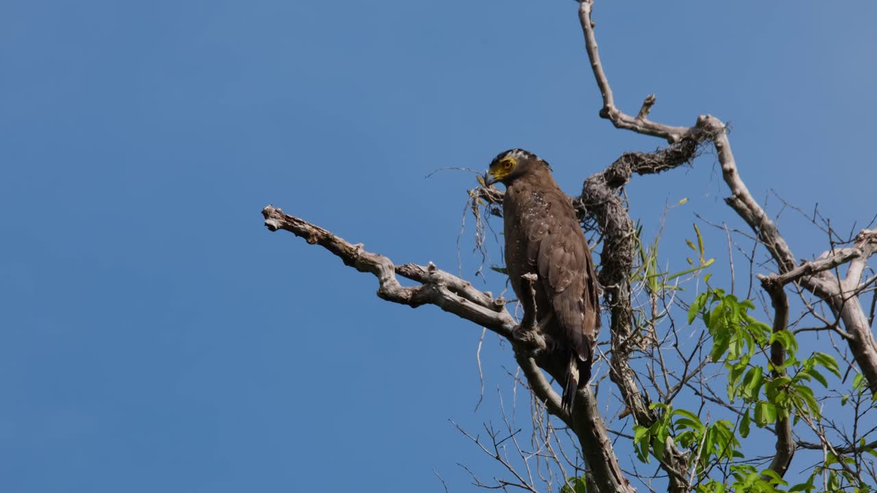 mirando hacia la izquierda mientras mira hacia abajo y gira la cabeza hacia la cámara mientras abre la boca de ancho llamando, hermoso fondo de cielo azul, águila serpiente de cresta spilornis cheela, tailandia
