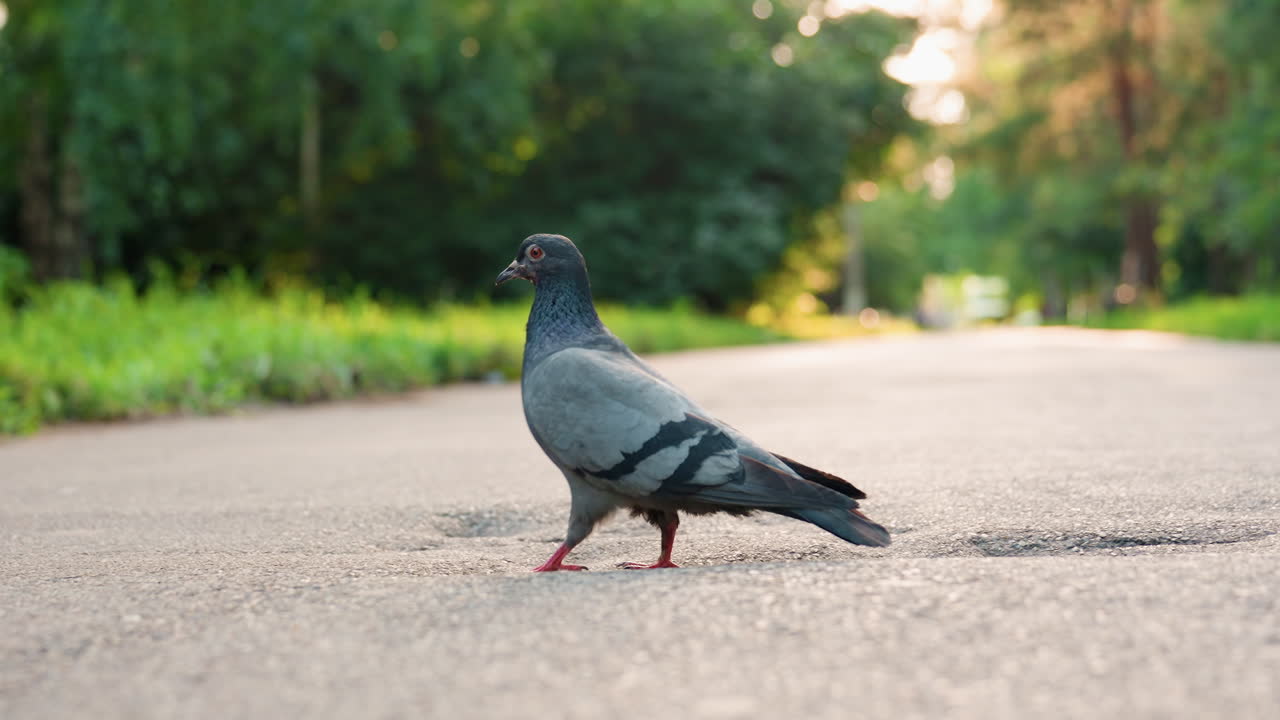 Pájaro camina con tranquilidad, pájaro gris vaga por un parque tranquilo, paloma gris y serena deambula junto a senderos tranquilos al atardecer, paloma serena serpentea por el borde del parque bañada por la cálida luz del sol y las sombras del atardecer