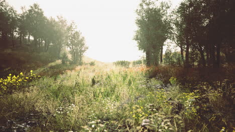 lush meadow awakens under soft morning light inviting tranquility and serenity