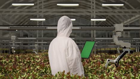 back view of asian man researcher looking at green screen tablet and looking around while standing in the greenhouse with smart robotic farmers