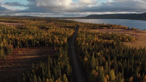 aerial moving forward slow tilt shot tracking dirt road dividing thick golden forest of scratchy pines beginning to change to autumn foliage, surrounded by nordic lake in lapland, sweden