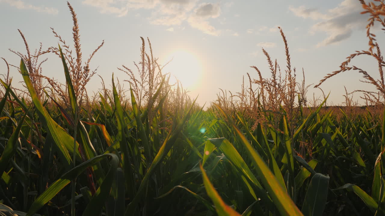 puesta de sol sobre un campo de maíz