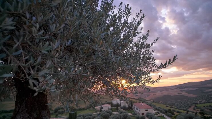 A scenic video captures a low-angle view of a sunset over rolling hills, framed by olive tree