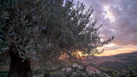 a scenic video captures a low-angle view of a sunset over rolling hills, framed by olive tree