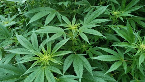 plantas de cáñamo de color verde intenso con flores jóvenes que producirán cogollos que se cosecharán para obtener aceite de cbd y otros productos derivados de plantas