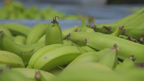 los plátanos en el contenedor están listos para ser comercializados