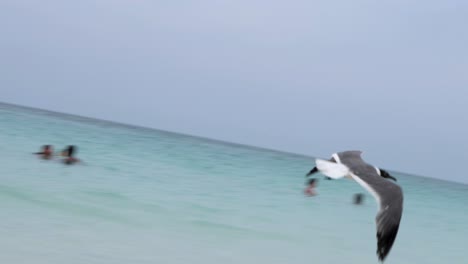 medium shot of a blackheaded gull walking over a beach in bimini, bahamas and flying away in slow motion