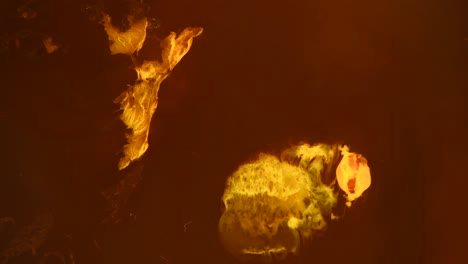 lit by the golden morning sun the emerging husk things pulse, move and ultimately grow up - 'tis a thing of beauty  -  an all natural abstractvideoclip