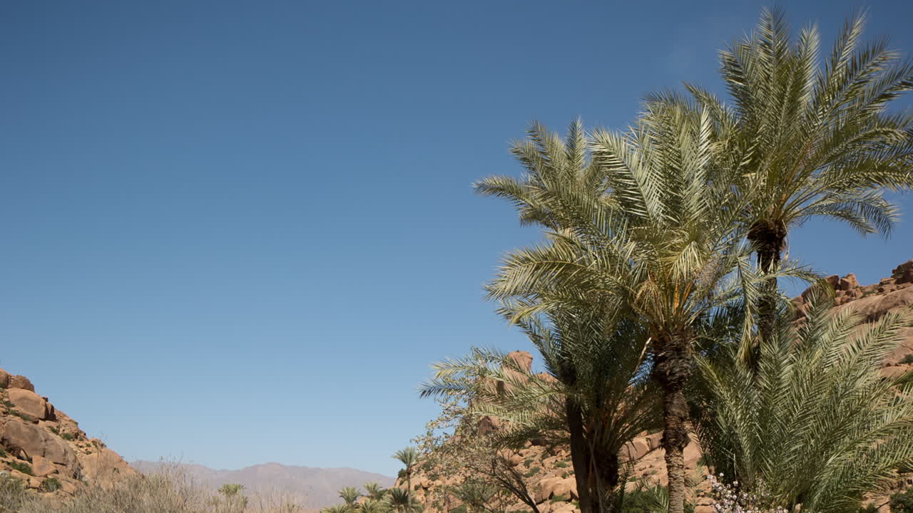 Árvores no Deserto 1 92