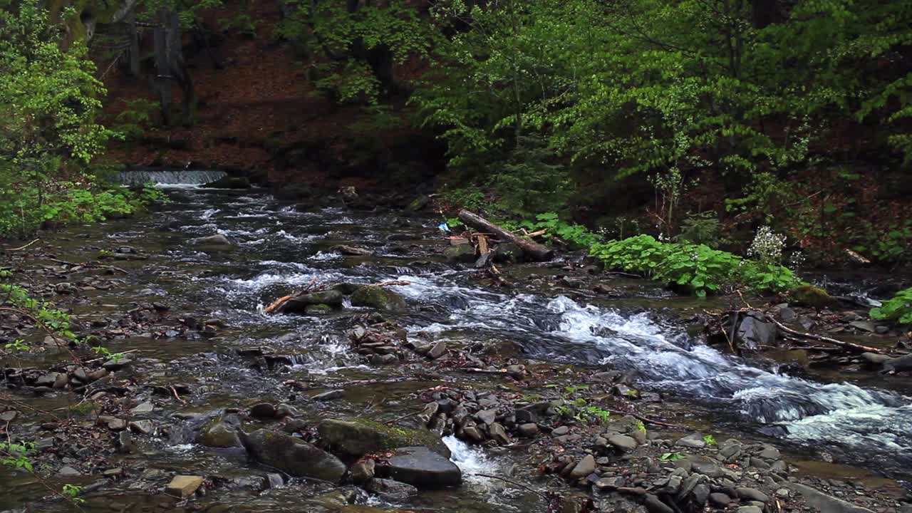 Mountain river flows in dark forest. Beautiful scenery with brook in forest