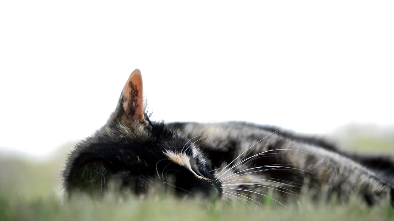 la gata se da la vuelta una vez