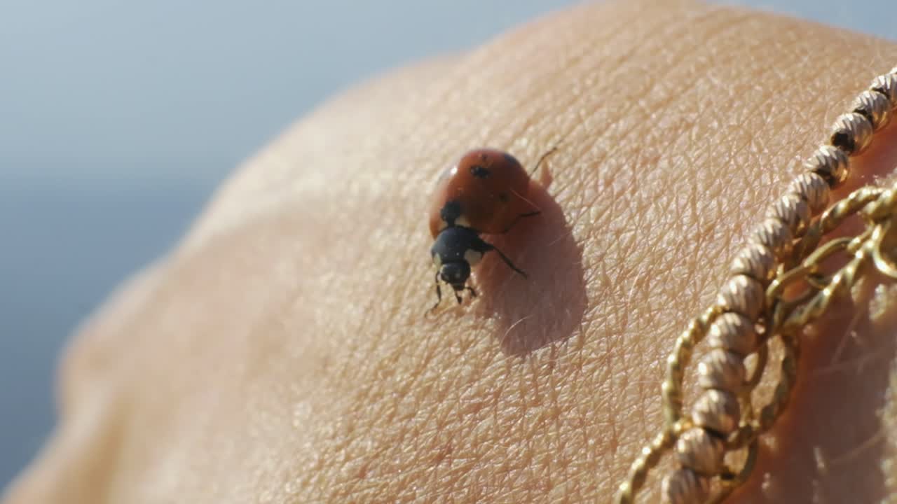 백인 손에 무당벌레의 클로즈업 샷