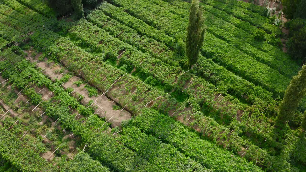vista desde arriba del campo de agricultura de viñedos verdes en el área desértica