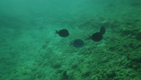 Underwater-view-of-parrotfish-and-angel-fish-swimming-on-the-ocean-floor