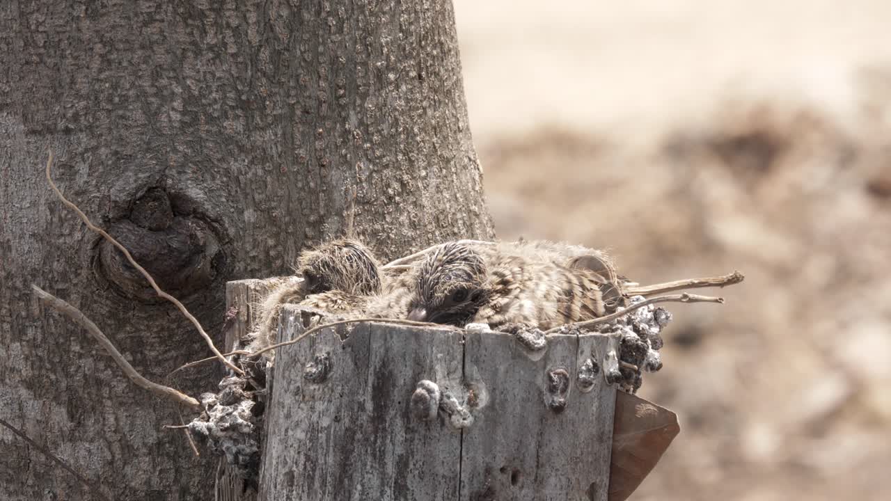 paloma madre y su bebé posan en el nido hecho en el árbol