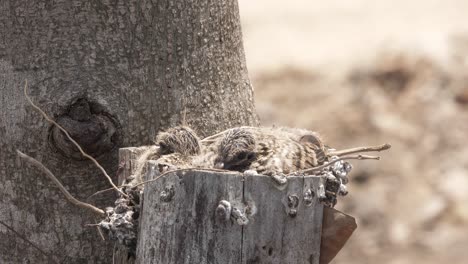 Mother-dove-and-her-baby-pose-in-the-nest-made-in-the-tree